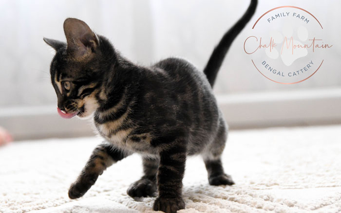 Bengal kitten for sale